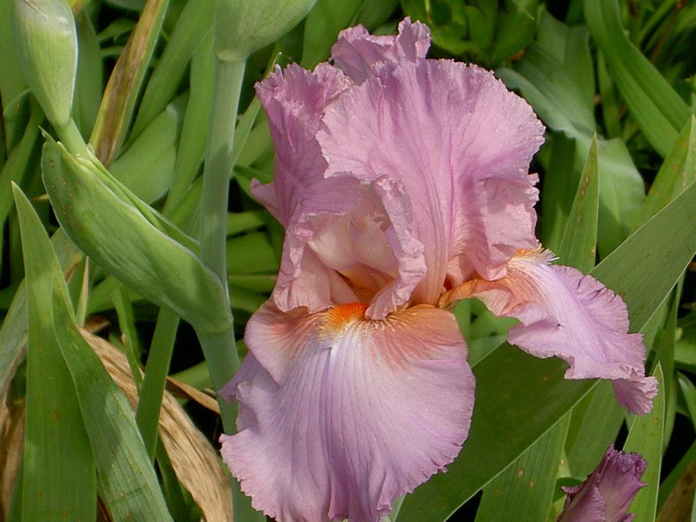 Photo of Tall Bearded Iris (Iris 'Persian Berry') uploaded by Muddymitts