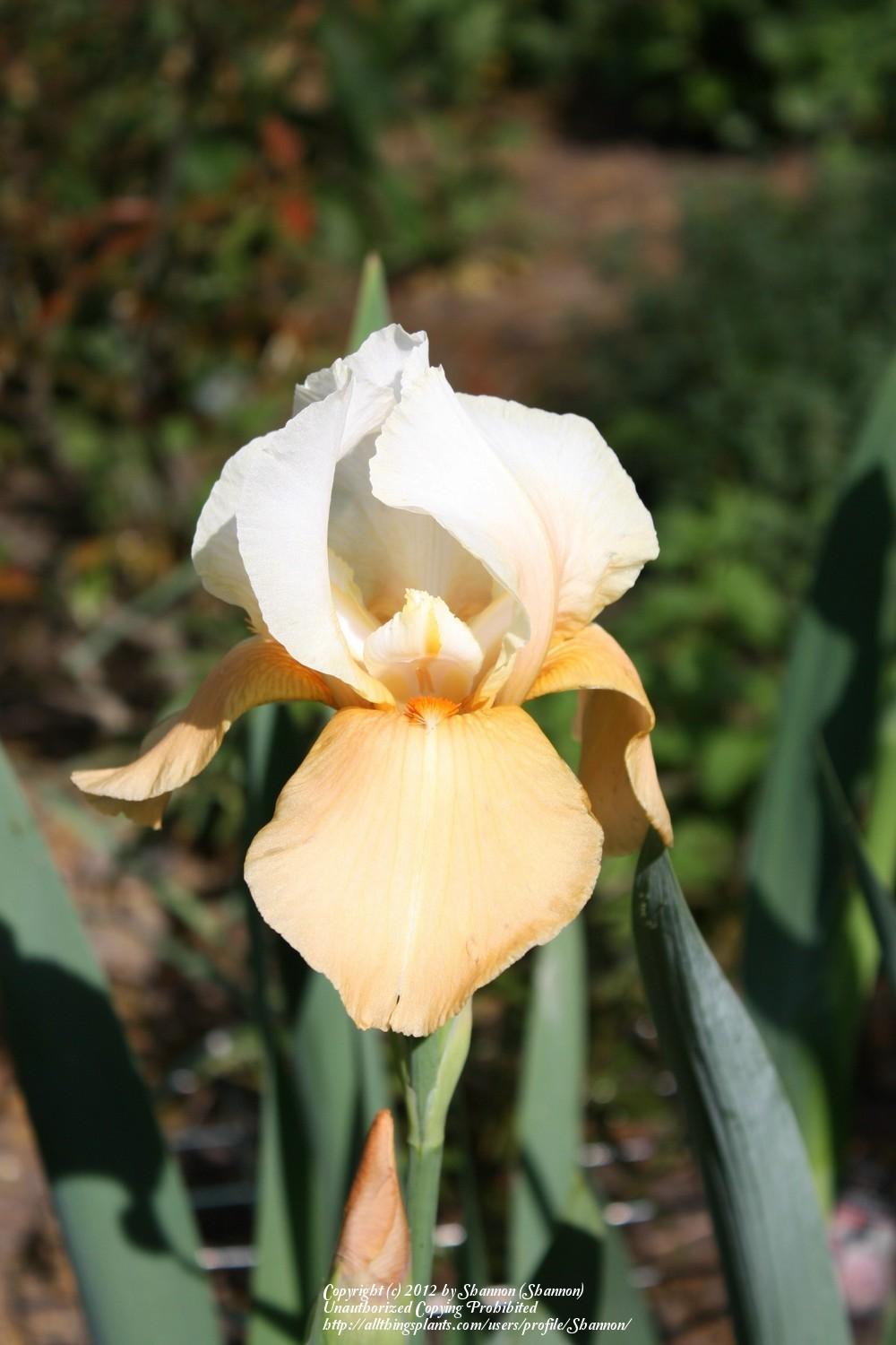Photo of Tall Bearded Iris (Iris 'English Charm') uploaded by Shannon