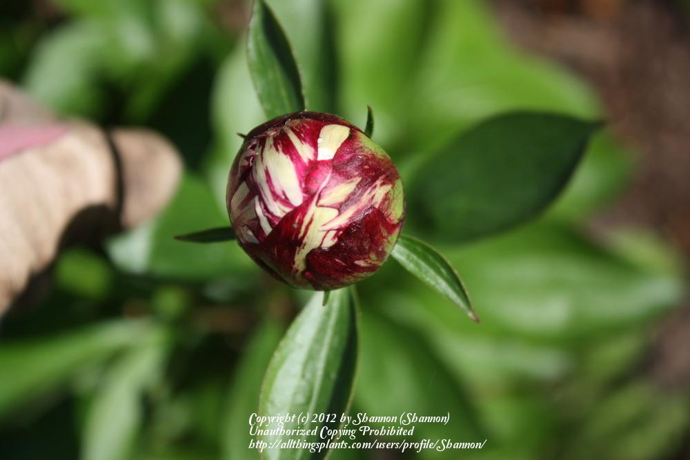 Photo of Peony (Paeonia lactiflora 'Festiva Maxima') uploaded by Shannon