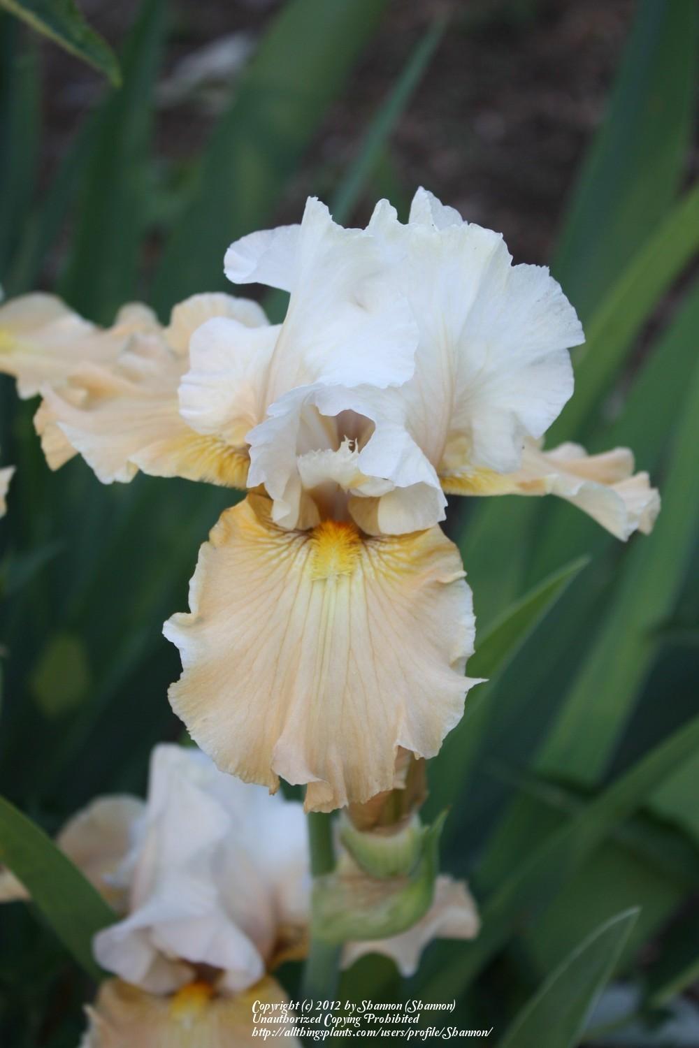 Photo of Tall Bearded Iris (Iris 'English Charm') uploaded by Shannon