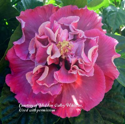 Photo of Tropical Hibiscus (Hibiscus rosa-sinensis 'Magnifique') uploaded by SongofJoy