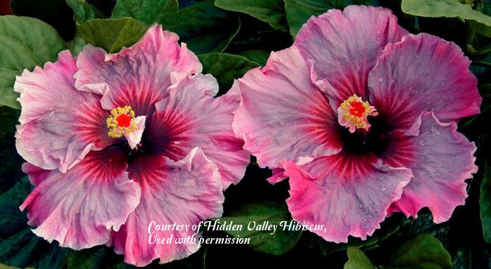 Photo of Tropical Hibiscus (Hibiscus rosa-sinensis 'Magnifique') uploaded by SongofJoy