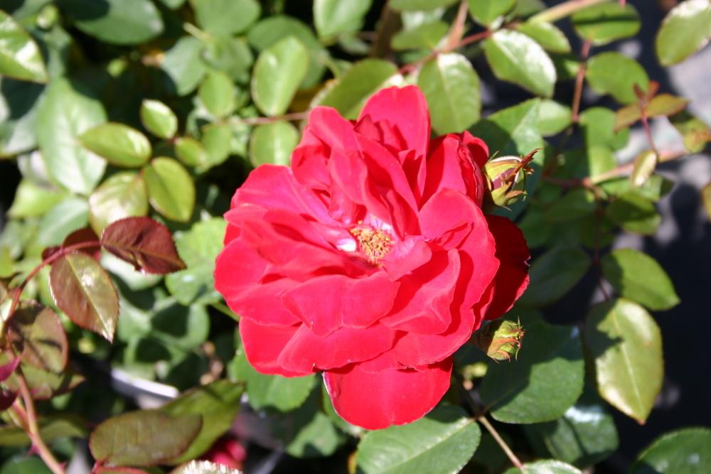 Photo of Large-Flowered Climbing Rose (Rosa 'Dublin Bay') uploaded by dave