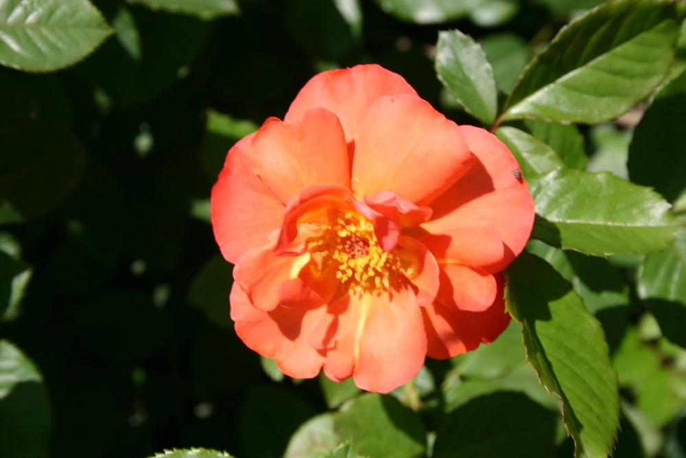 Photo of Rose (Rosa 'Westerland') uploaded by dave