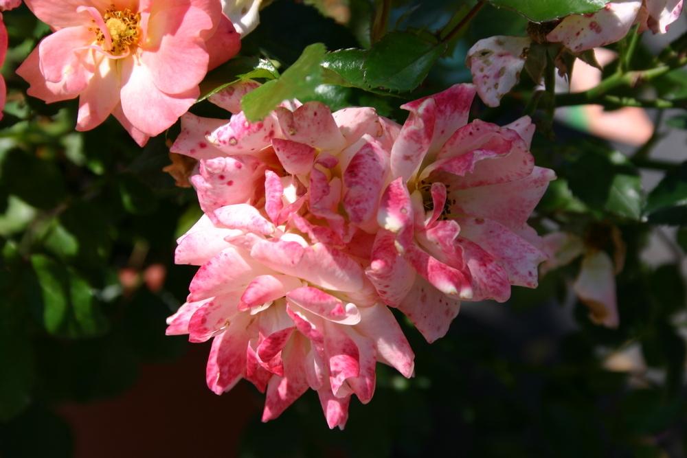 Photo of Rose (Rosa 'Peach Drift') uploaded by dave