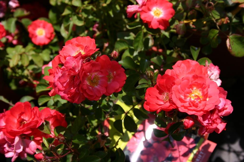 Photo of Rose (Rosa 'Coral Drift') uploaded by dave