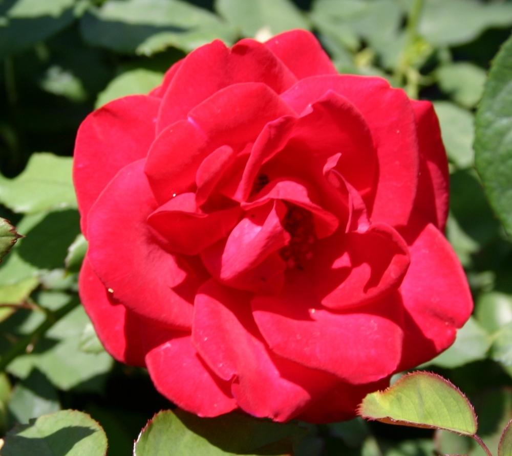 Photo of Rose (Rosa 'Olympiad') uploaded by dave