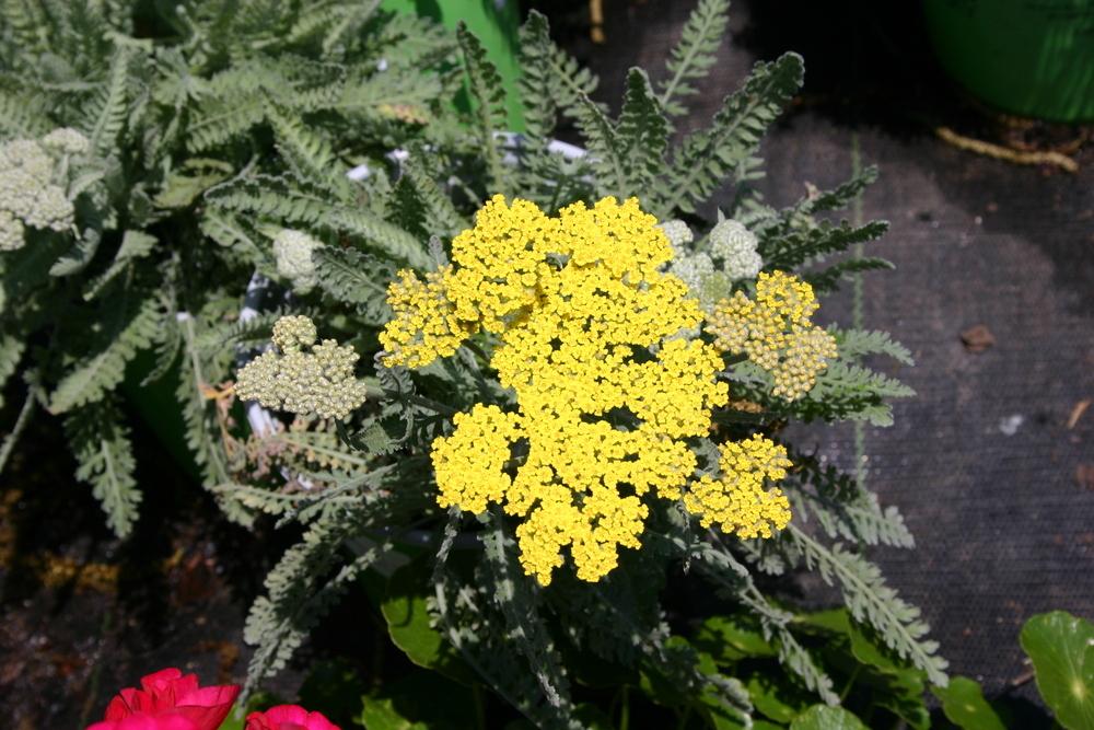 Photo of Yarrow (Achillea 'Moonshine') uploaded by dave