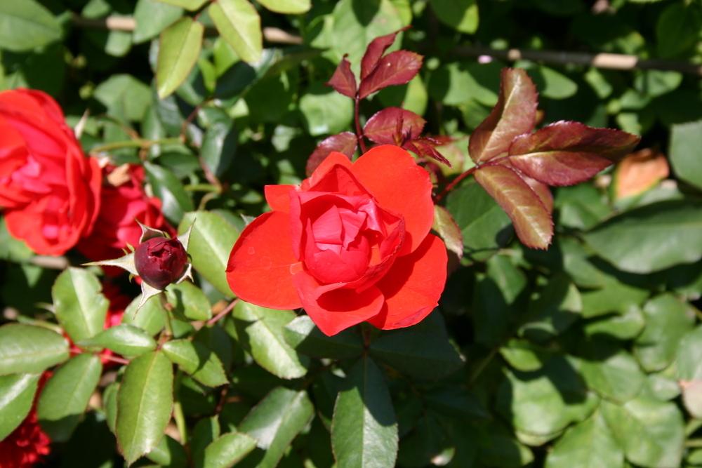 Photo of Rose (Rosa 'Trumpeter') uploaded by dave