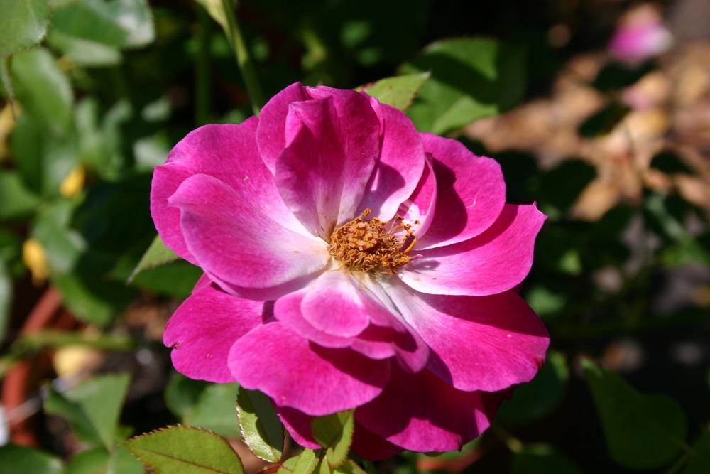 Photo of Rose (Rosa 'Wild Blue Yonder') uploaded by dave