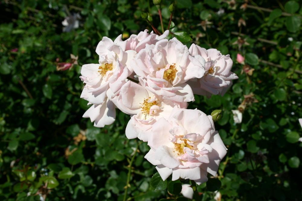 Photo of Rose (Rosa 'New Dawn') uploaded by dave