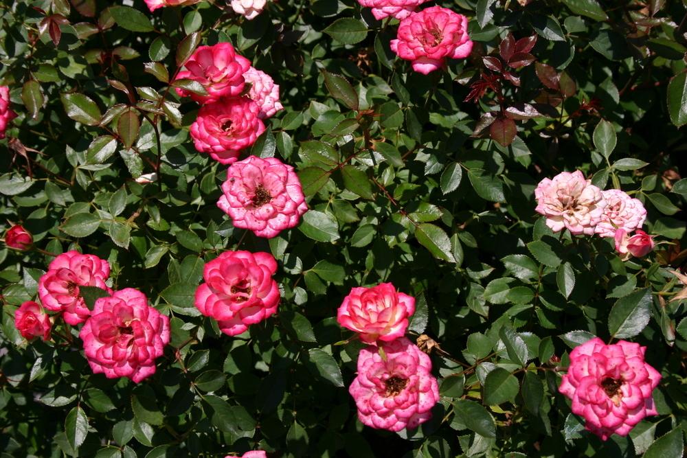 Photo of Rose (Rosa 'Magic Carrousel') uploaded by dave