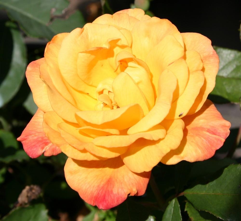 Photo of Hybrid Tea Rose (Rosa 'Rio Samba') uploaded by dave