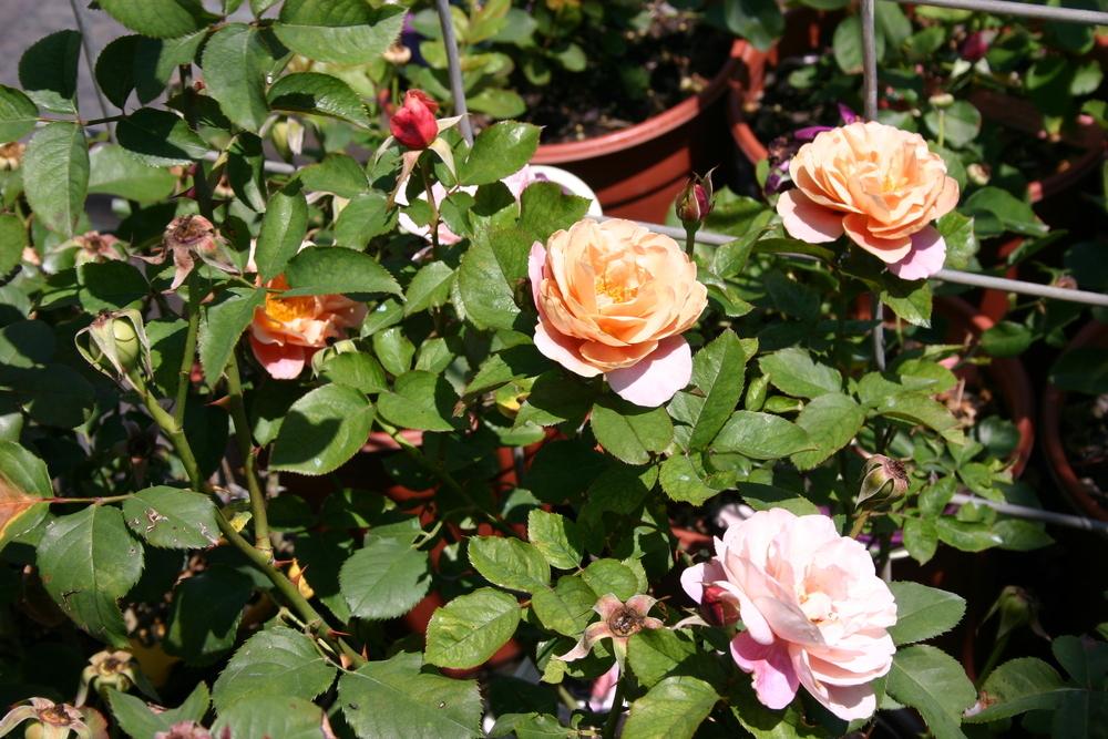 Photo of Rose (Rosa 'Distant Drums') uploaded by dave