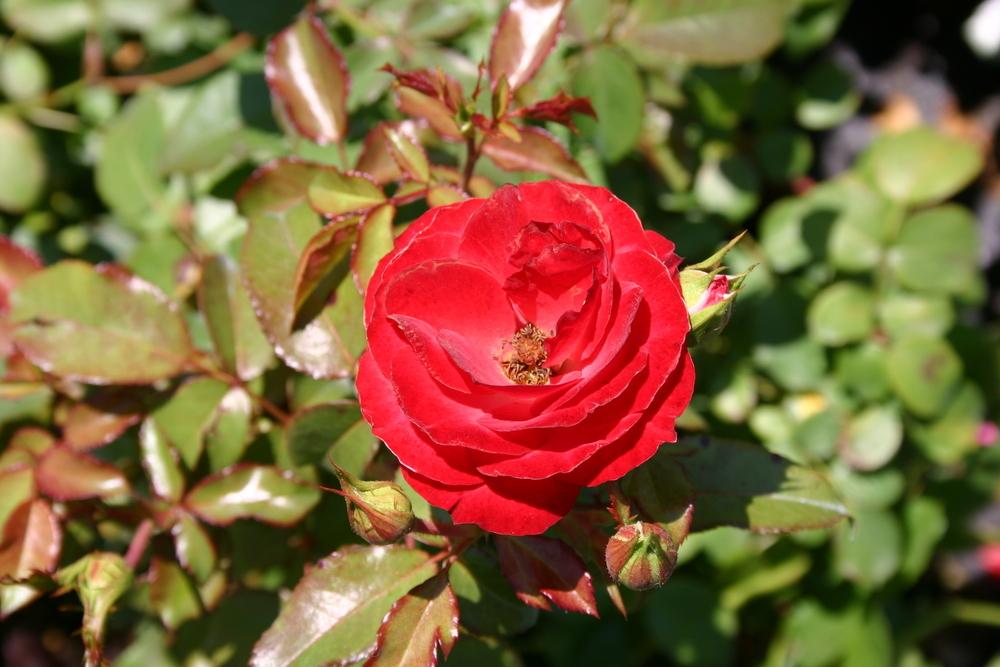 Photo of Rose (Rosa 'Planten un Blomen') uploaded by dave