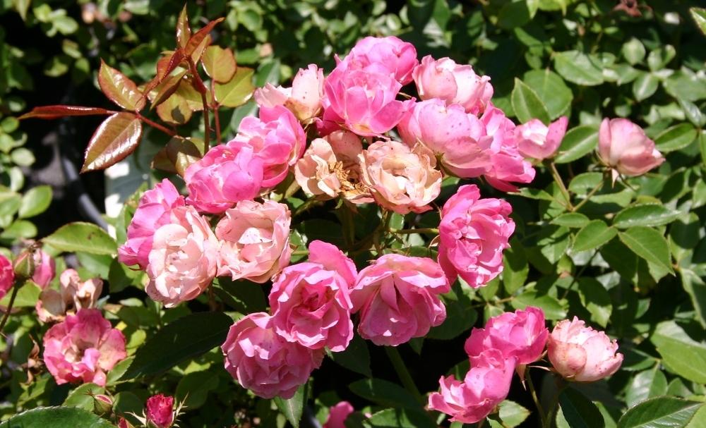 Photo of Rose (Rosa 'La Marne') uploaded by dave