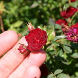 Location: Chamblee's Nursery in Tyler, TX
Date: 2012-04-25
Tiny little blooms!