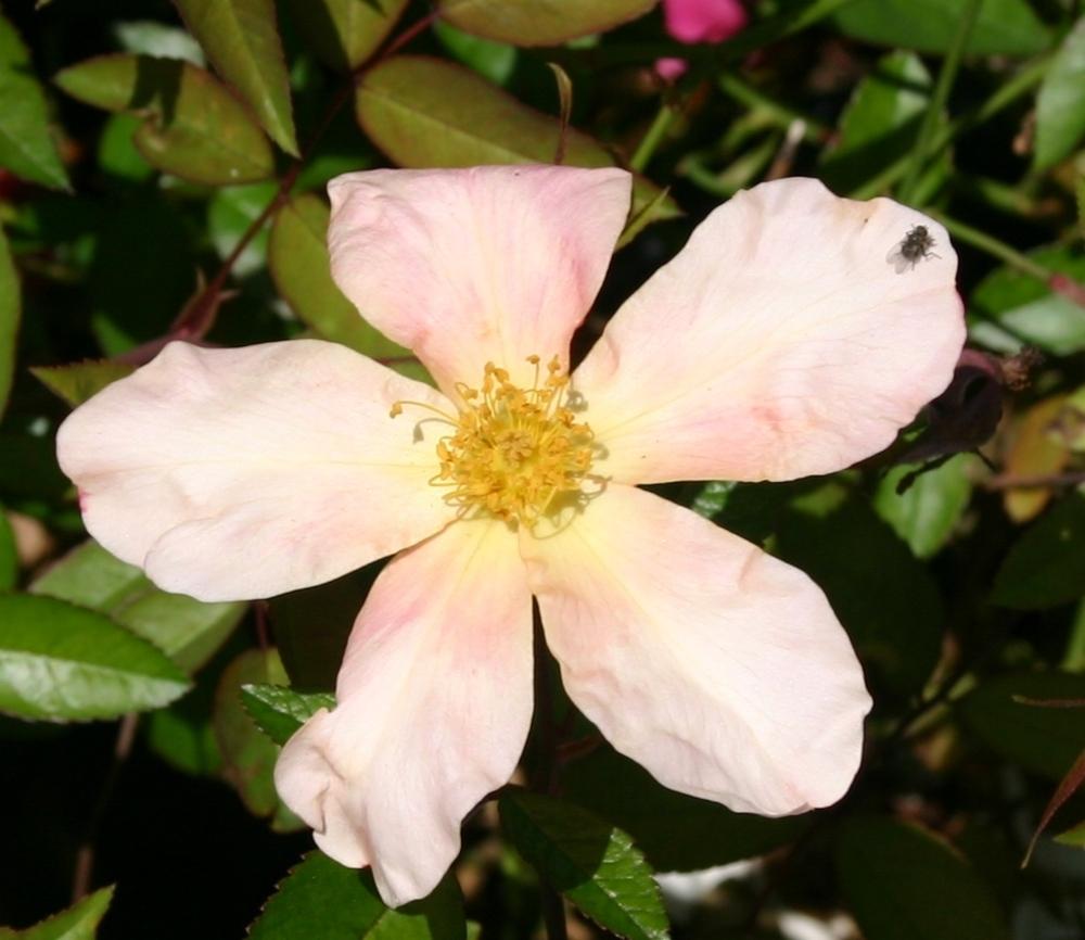 Photo of Rose (Rosa 'Mutabilis') uploaded by dave