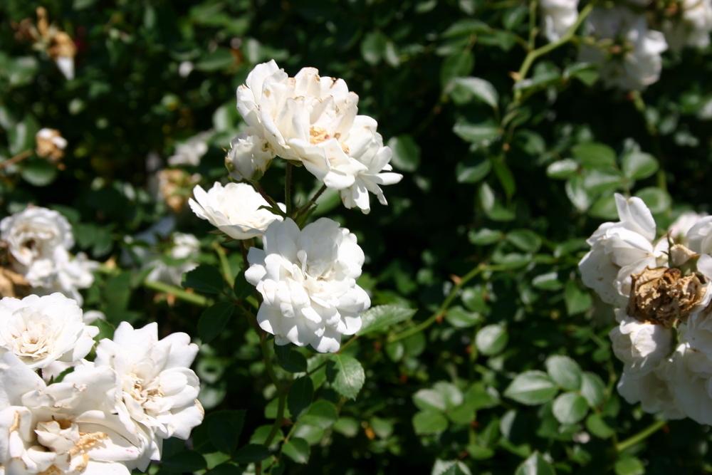 Photo of Rose (Rosa 'Sea Foam') uploaded by dave