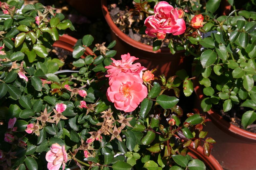 Photo of Rose (Rosa 'Peach Drift') uploaded by dave