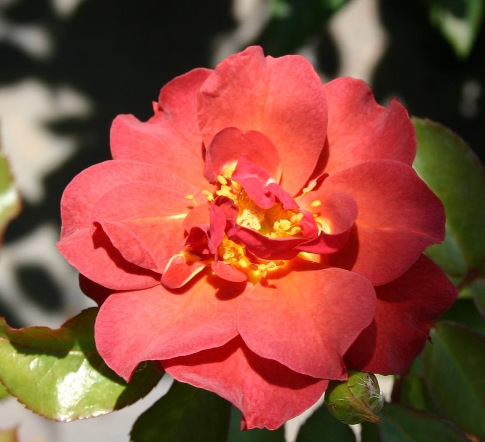 Photo of Floribunda Rose (Rosa 'Cinco de Mayo') uploaded by dave