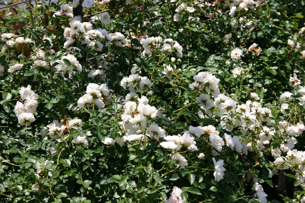 Photo of Rose (Rosa 'Sea Foam') uploaded by dave