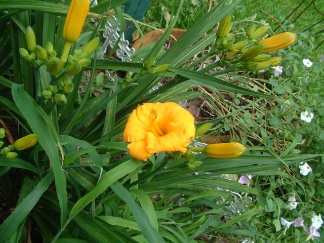 Photo of Daylily (Hemerocallis 'Little Gold Nugget') uploaded by vic