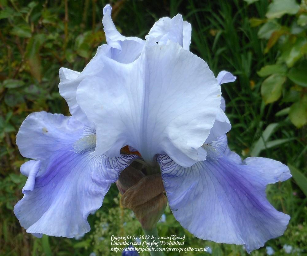 Photo of Tall Bearded Iris (Iris 'Duncan's Smiling Eyes') uploaded by zuzu