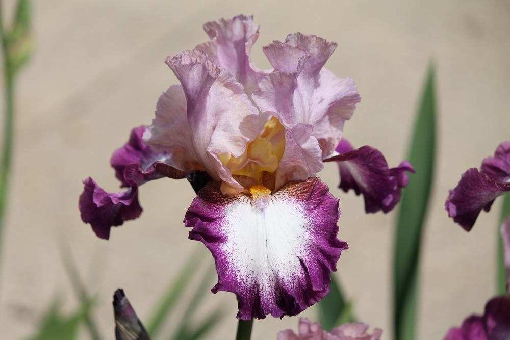 Photo of Tall Bearded Iris (Iris 'Change of Pace') uploaded by ARUBA1334