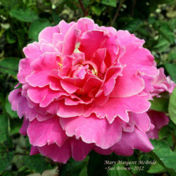 Location: San Jose Heritage Rose Garden
Date: 2012-04-25