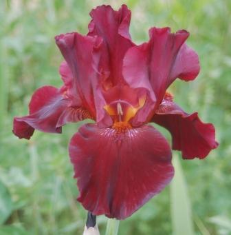 Photo of Tall Bearded Iris (Iris 'Almaden') uploaded by Dayjillymo