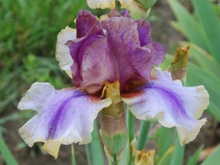 Photo of Tall Bearded Iris (Iris 'American Maid') uploaded by Dayjillymo