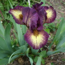 Location: Pleasant Grove, Utah
Date: 2012-04-25
In my garden