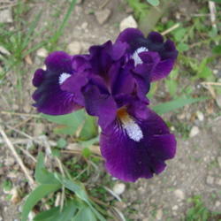 Location: Pleasant Grove, Utah
Date: 2012-04-25
In my garden