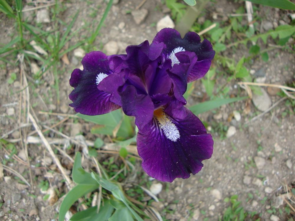 Photo of Standard Dwarf Bearded Iris (Iris 'Wish Upon a Star') uploaded by Paul2032