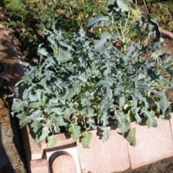 Location: RickCorey's front bed
Date: 2011-10-08
unpruned Broccolo Spigariello