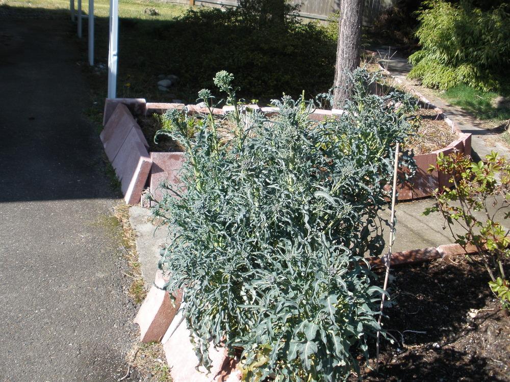 Photo of Broccoli (Brassica oleracea 'Spigariello') uploaded by RickCorey