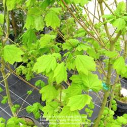 Location: A nursery in Belgium
Date: 2012-04-25
Young leaves in spring.