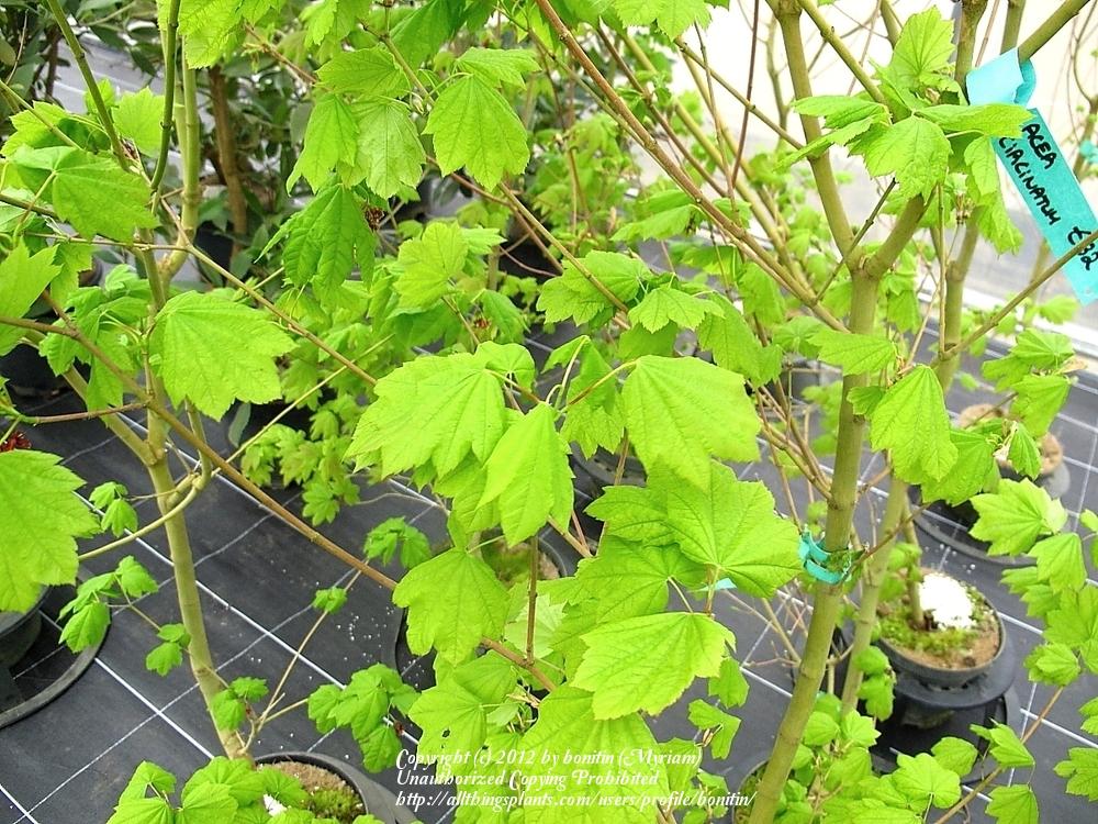 Photo of Vine Maple (Acer circinatum) uploaded by bonitin