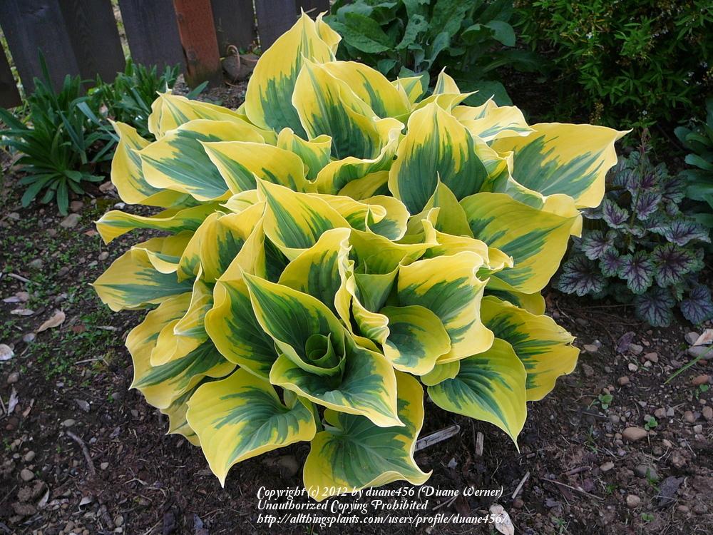 Photo of Hosta 'Liberty' uploaded by duane456
