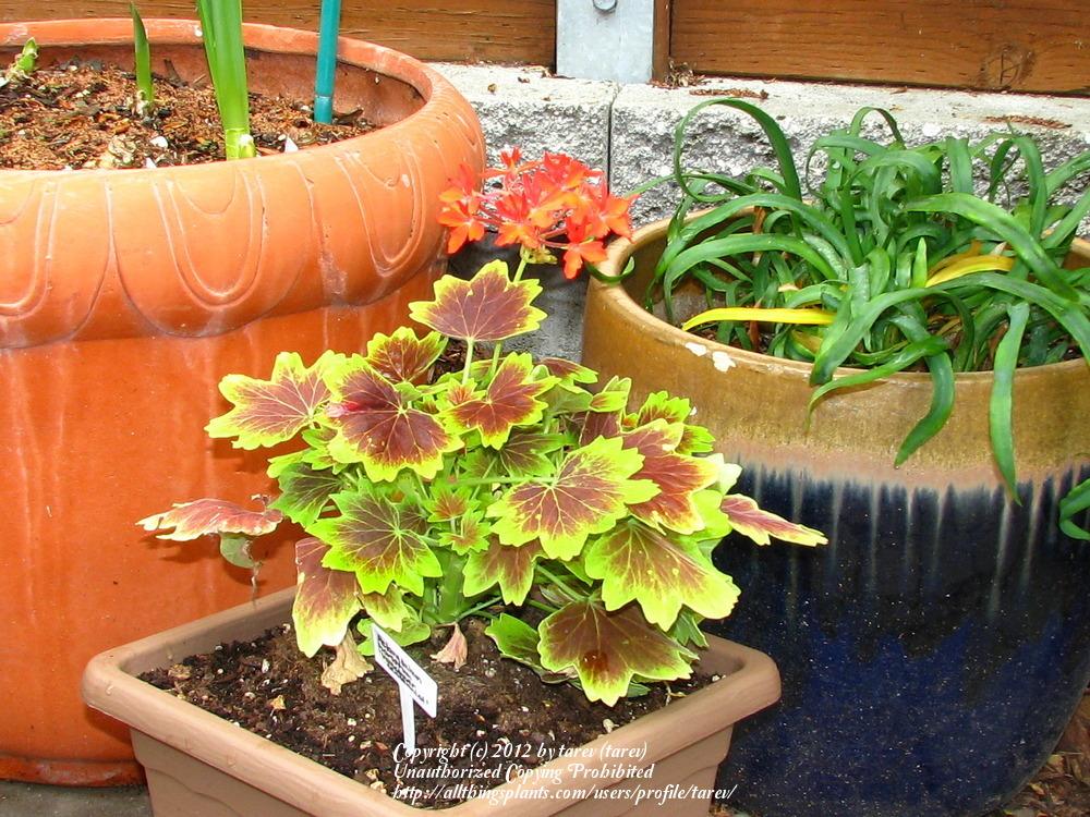 Photo of Zonal Geranium (Pelargonium x hortorum 'Vancouver Centennial') uploaded by tarev
