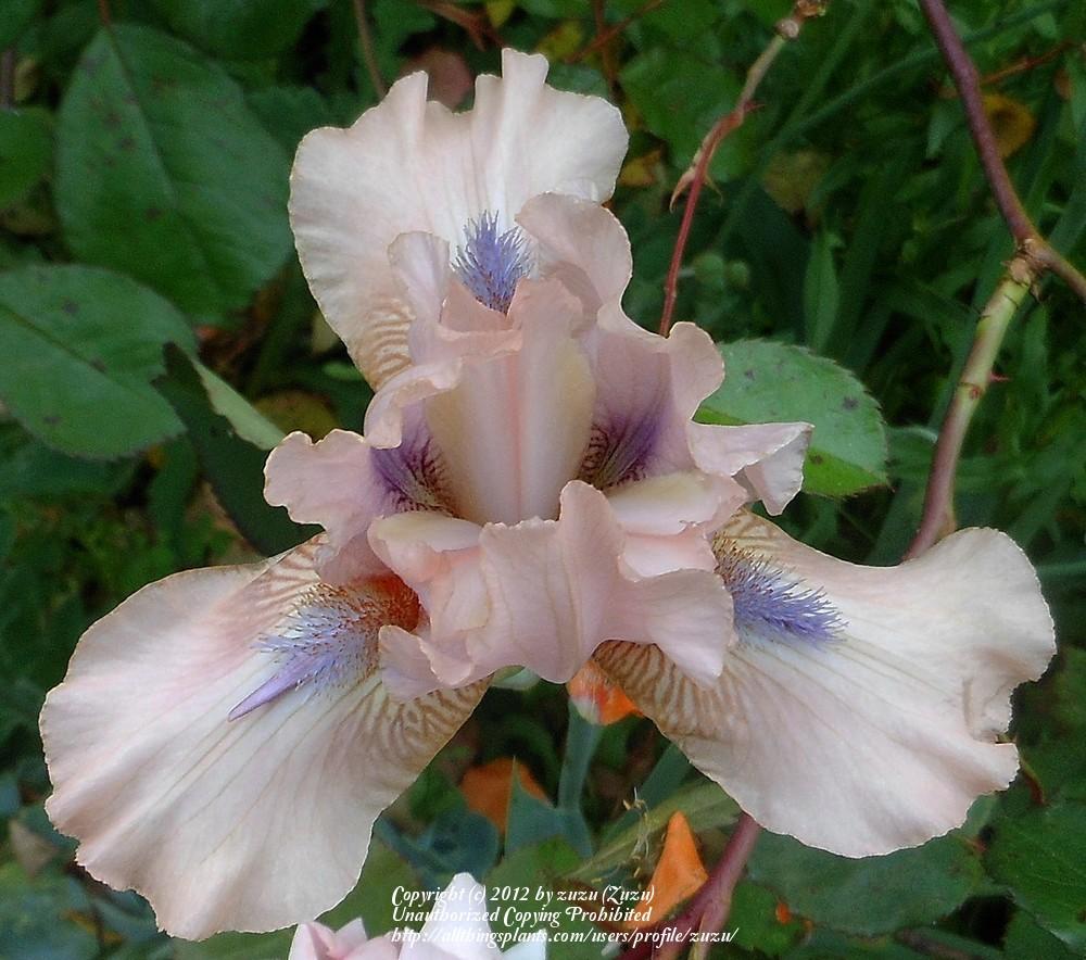 Photo of Intermediate Bearded Iris (Iris 'Concertina') uploaded by zuzu