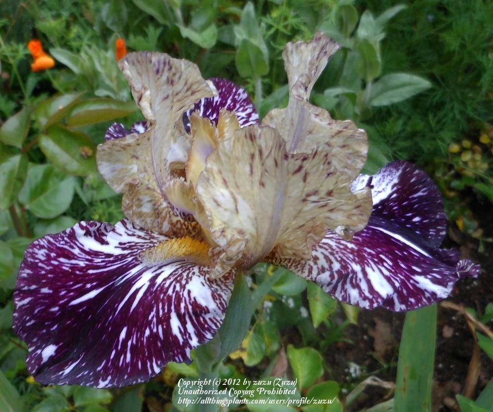 Photo of Tall Bearded Iris (Iris 'Gnus Flash') uploaded by zuzu