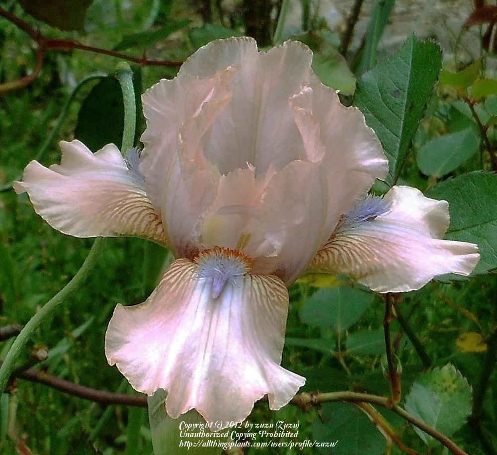 Photo of Intermediate Bearded Iris (Iris 'Concertina') uploaded by zuzu