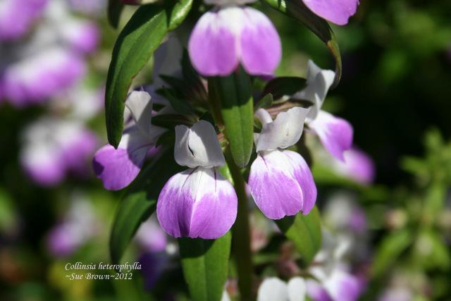 Photo of Chinese Houses (Collinsia heterophylla) uploaded by Calif_Sue