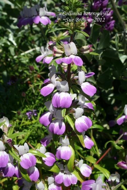Photo of Chinese Houses (Collinsia heterophylla) uploaded by Calif_Sue