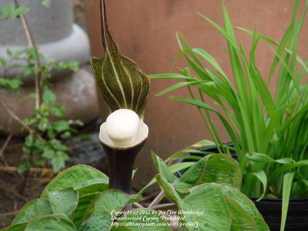 Photo of Japanese Cobra Lily (Arisaema sikokianum) uploaded by Joy