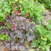Location: My garden in KentuckyDate: 2012-04-22Second of the same two Heuchera pics on 4/22/12