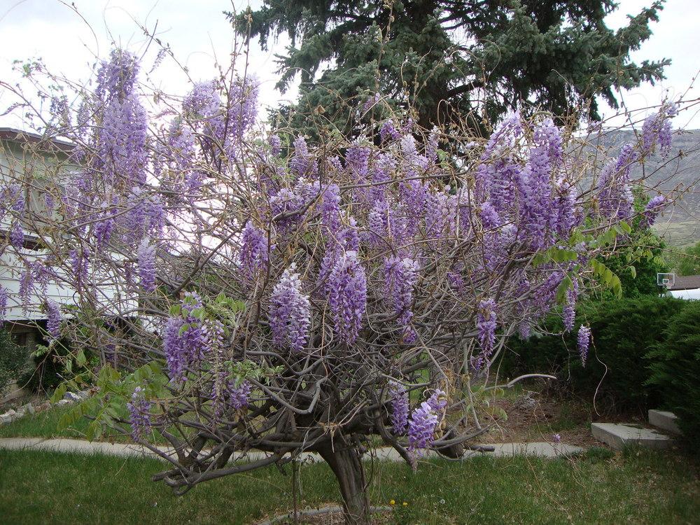 Photo of Chinese Wisteria (Wisteria sinensis) uploaded by Paul2032