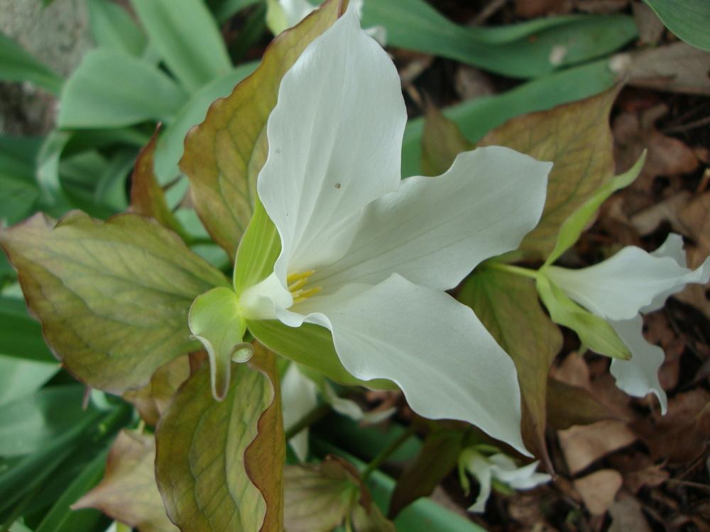 Photo of Great White Trillium (Trillium grandiflorum) uploaded by Paul2032